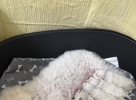 KC Bichon Frise Puppies Champion Bloodlines