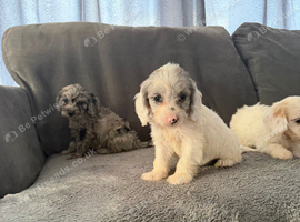 10 beautiful cockapoo puppies