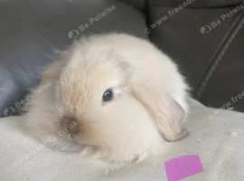 Mini lop litter also mini cashmere lops.