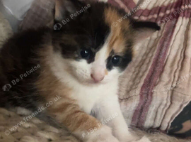 kittens for sale