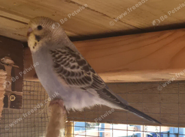 Beautiful baby budgies