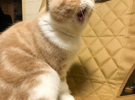 1 Year Old Exotic Shorthair Male