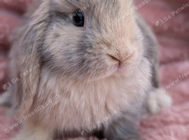 Mini lop