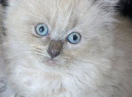 Gorgeous Blue Mink Point Boy