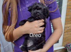 Yorkie puppies