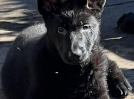 KC Registered Female Puppy Champion Blood line.