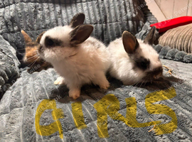 French lop x English spotty