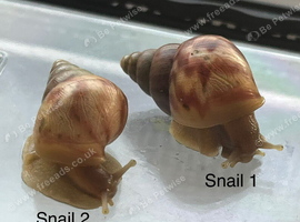 Baby giant African land snails