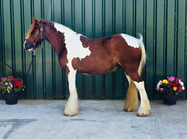 Stunning Skewbald Traditional Cob