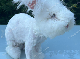 Angora bew buck bunny