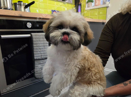 Shih tzu pupy