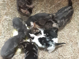Tabby, Tabby with white and blue kittens