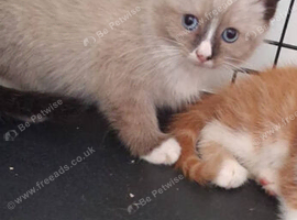 Ragdoll girl 9 weeks old.