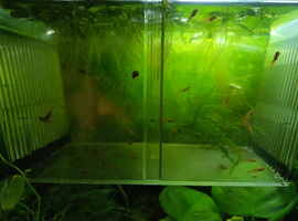 39 swordtail fry