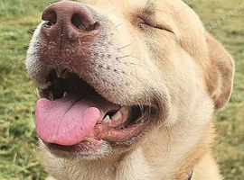 Beautiful mixed breed dog who is super friendly and would love a new caring owner