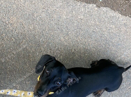 Miniature Dachshund Female Short Haired Puppy