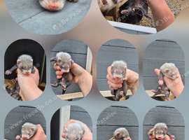 Polecat for sale