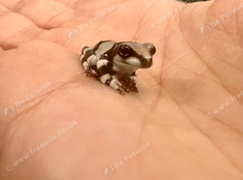 Baby milk frogs ready now