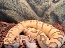 Firefly Enchi BP