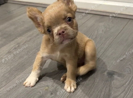 French bulldog puppies
