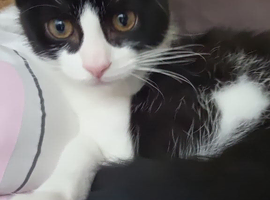 12 week old kitten (Male)
