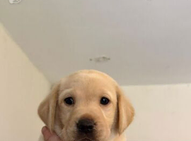 Last male golden Labrador , ready to leave