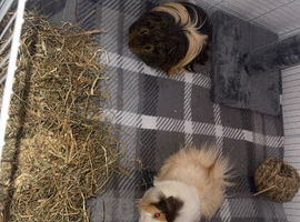 2male guni pigs