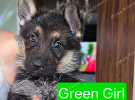 German Shepherd puppies