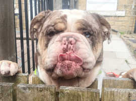 Old English Bulldog NEBBR
