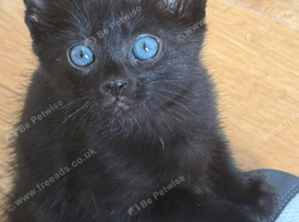 Blue eye black with stripes Ojo Azules girls