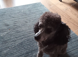 Toy Poodle for sale