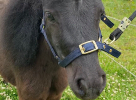 ***Perfect Therapy/Show/Companion Mini Shetland For Sale***