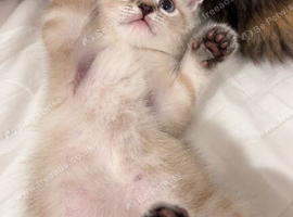 Bengal x British shorthair kitten!