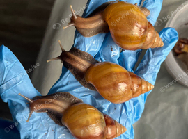 Lissachatina fulica (giant African land snails)