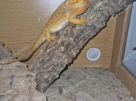 Bearded dragon complete with full set up