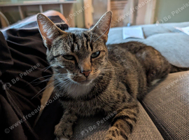Sweet & Affectionate Tabby Muffin looking for a Loving Forever Home