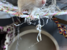 2 young female rats & large cage.