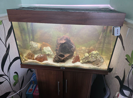 Juwel 125 full set up with cichlids