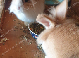 2 lion head boy rabbits