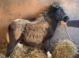 Shetland mini reg colt foal