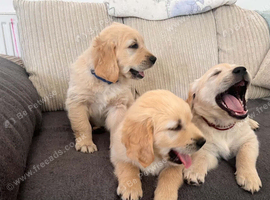 Gorgeous KC registered Golden Retriever Puppies Available