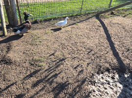 small white ducks