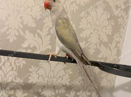 Untamed breeding female