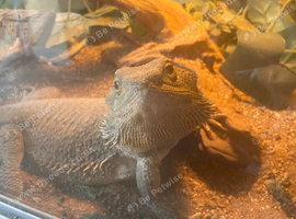 Female bearded dragon