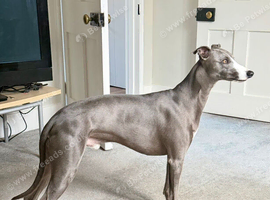 Blue white trim stud