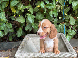 Cocker spaniel