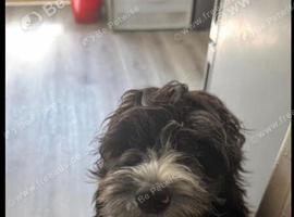 Cockapoo