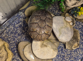 Musk turtle