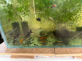 Selling fish