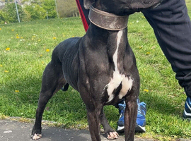 Bullwhippet female